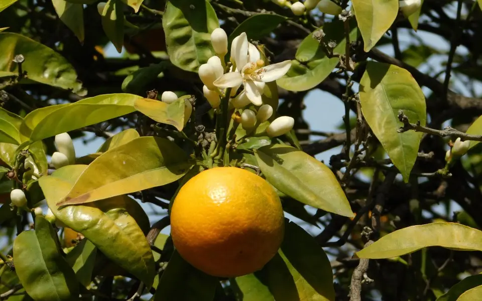 نسیم اردیبهشت شیراز در قوری چینی؛ عطر بهار نارنج در چای سیاه